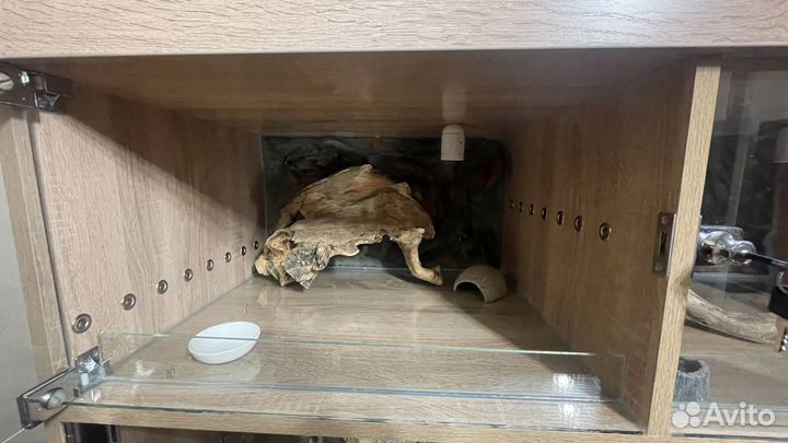 Террариум для рептилий