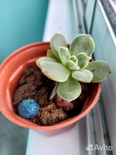 Каменная роза