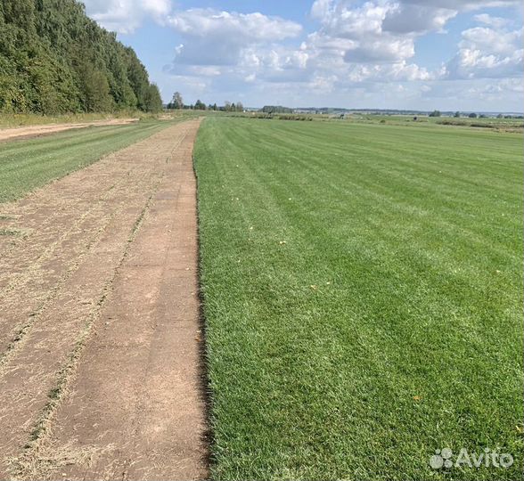 Рулонный газон (спорт, элит, стандарт)