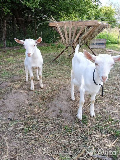 Козлята