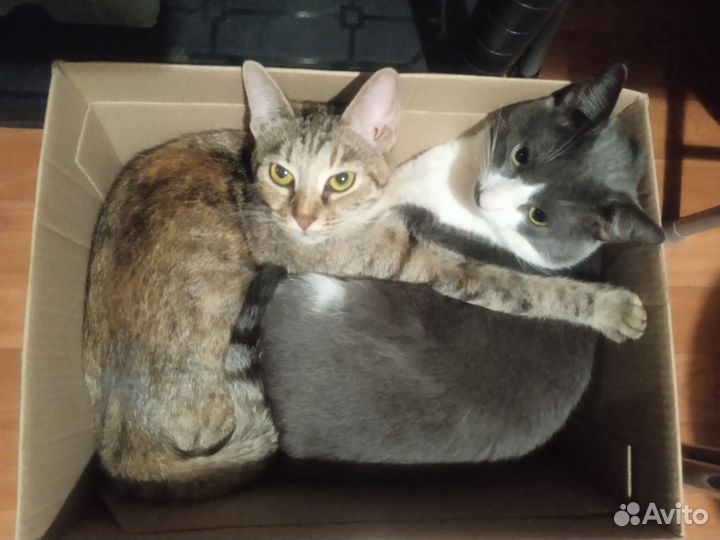 Котята в добрые руки