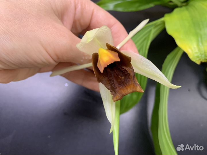 Орхидея Coelogyne celebescens x usitana