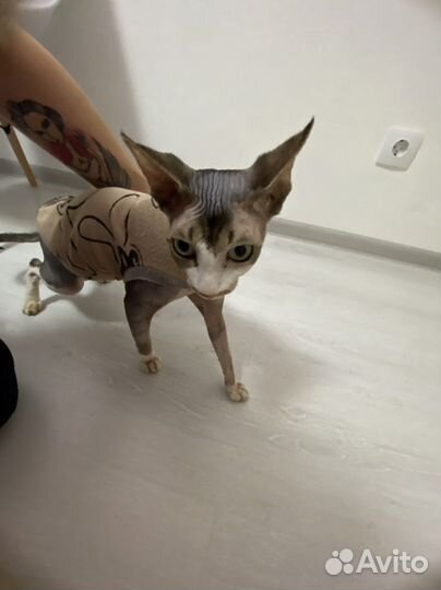 Кошка сфинкс