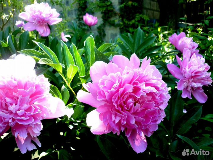 Многолетние садовые цветы