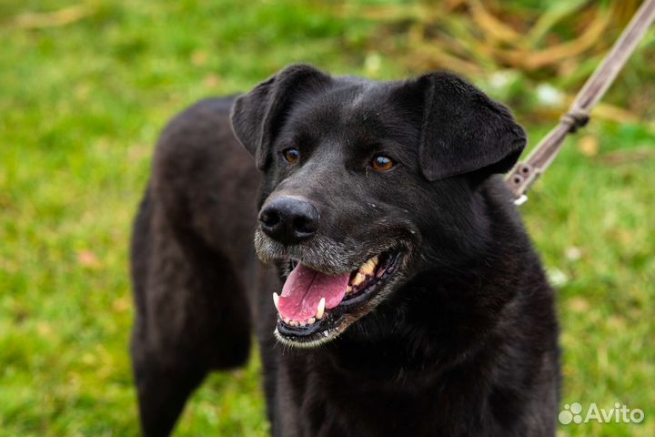 Собака в добрые руки