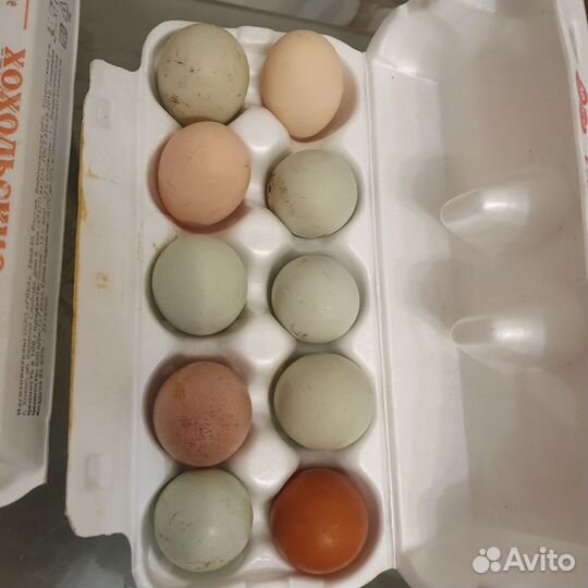 Инкубационное яйцо от породных кур