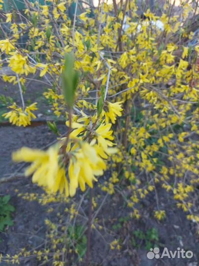 Цветы, декоративные деревья