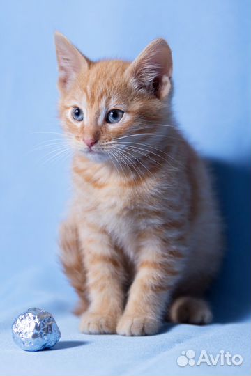 Котята с ветеринарным паспортом в добрые руки