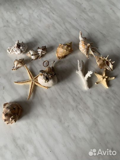 Продаю ракушки