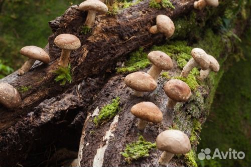 Грибной мицелий шиитаке, комплект