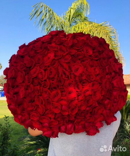 XXL Букеты из Красных Роз. 101/51 шт