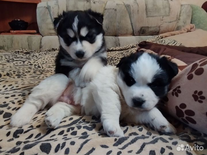 Щенки хаски