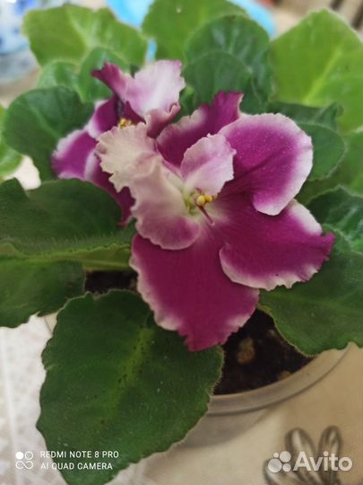 Фиалка цветущая