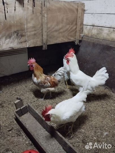 Молодые петухи