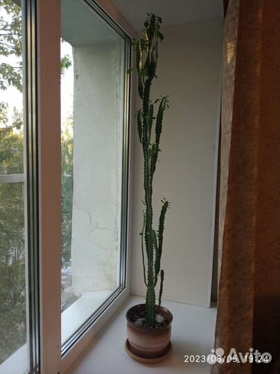 Молочай трехгранный