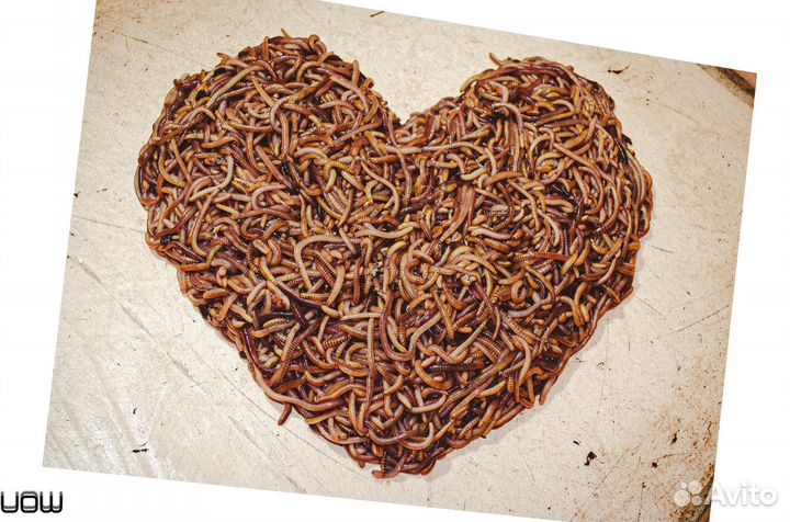 Продаю червя для рыбалки Дендробена Венета.Коконы