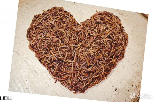 Продаю червя для рыбалки Дендробена Венета.Коконы