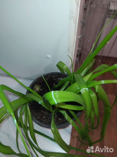 Индийский лук