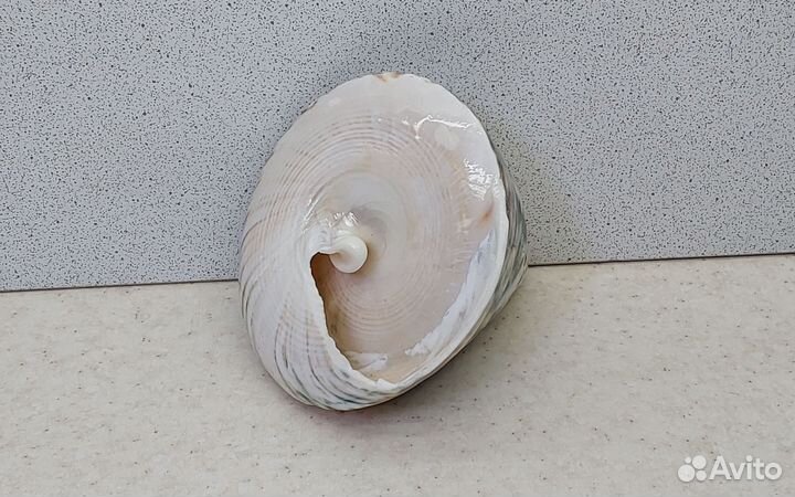 Трохус зелёный 6,9*8,3 морская ракушка раковина