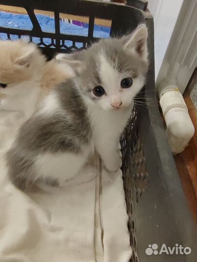 Сибирские котята в добрые руки