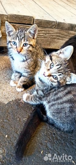 Котята в добрые руки