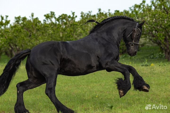 Фризский жеребец