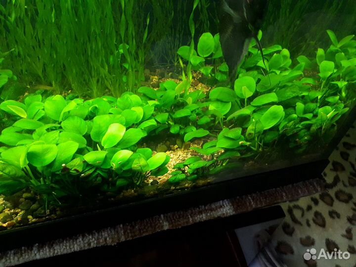 Аква растения Анубиас,Валистнерия,Крептокорина