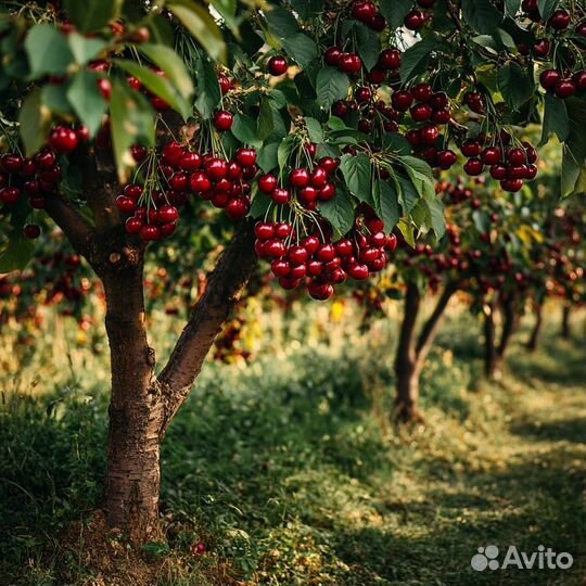 Саженцы Канадской черешни