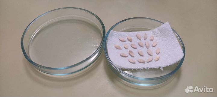 Чашки Петри стеклянные 10 см