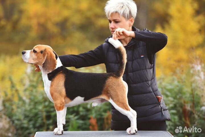 Щенки Бигля