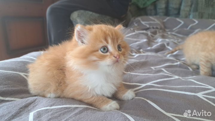 Рыжие котята в дар