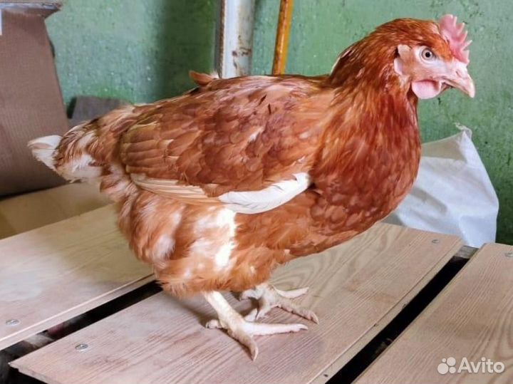 Курочки несушки