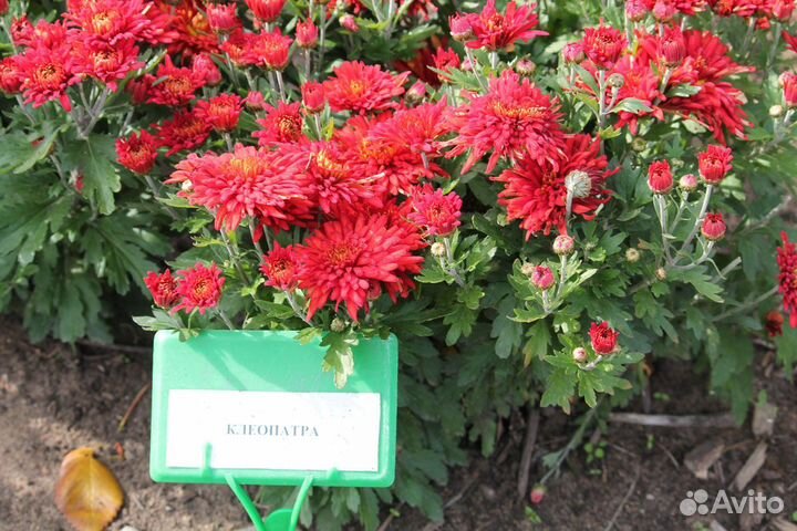 Хризантема корейская саженцы