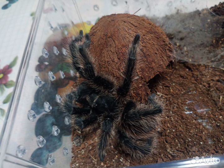 Паук птицеед