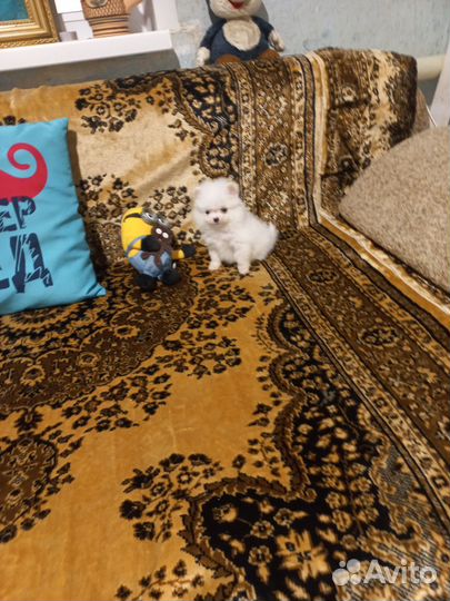 Щенки шпица