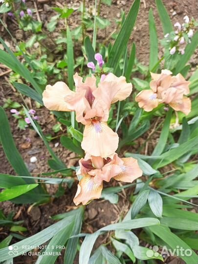 Мирабилис, зорька ночная, тюльпаны, хоста ирисы