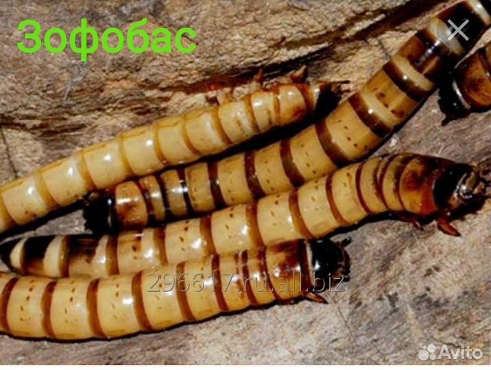 Кормовые насекомые-Тараканы, Зофобас