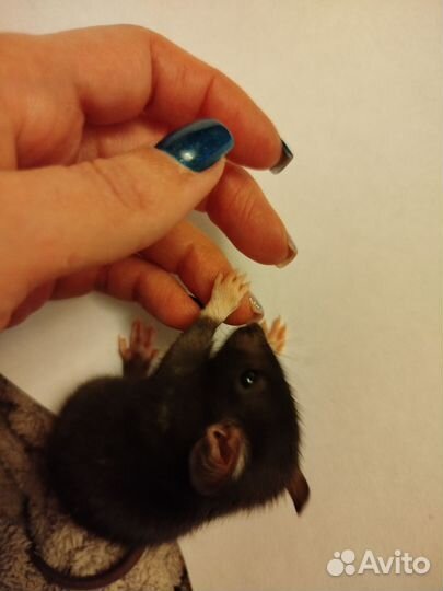 Крыса дамбо