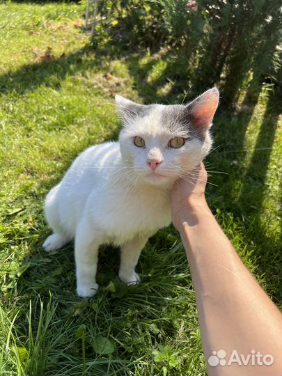 Котик ищет дом