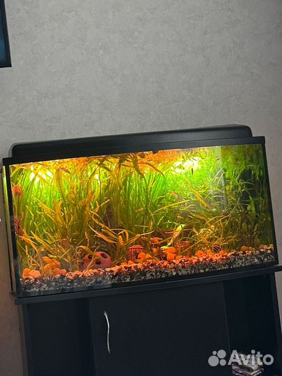 Аквариум