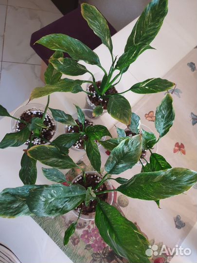 Спатифиллум Джемени