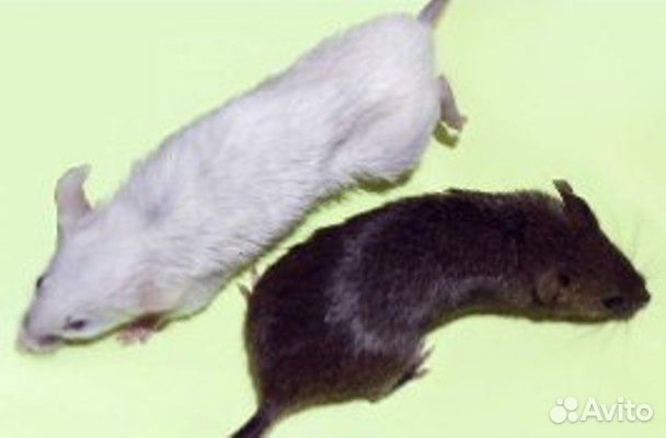 Кормовые мыши, крысы, цыплята в Тольятти