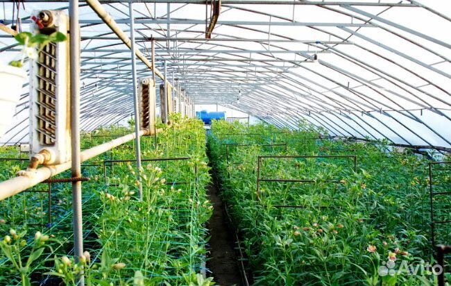 Луковицы лилии оптом