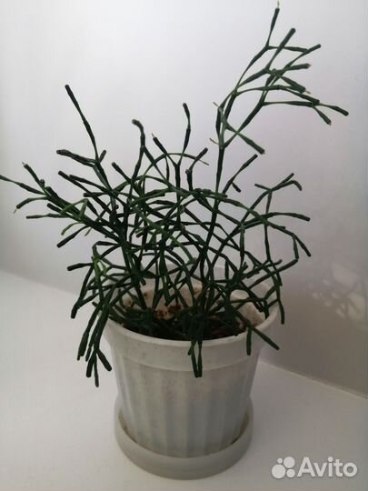 Домашние растения