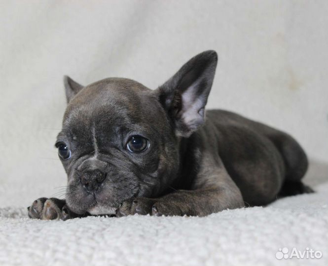 Мальчик и девочка голубки