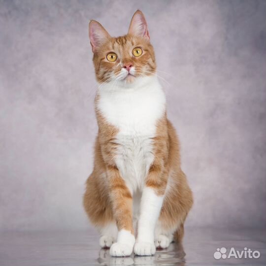 Ласковый красавчик кот Риччи