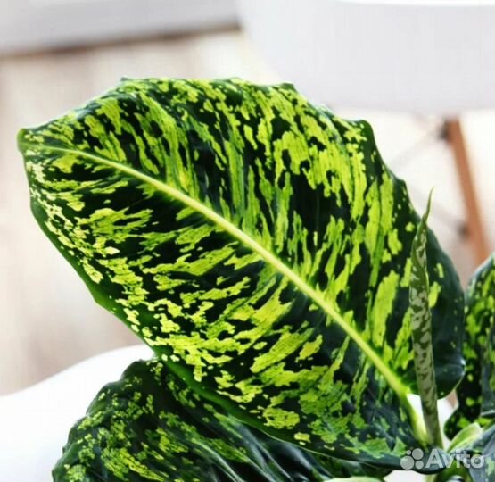 Диффенбахия рефлектор