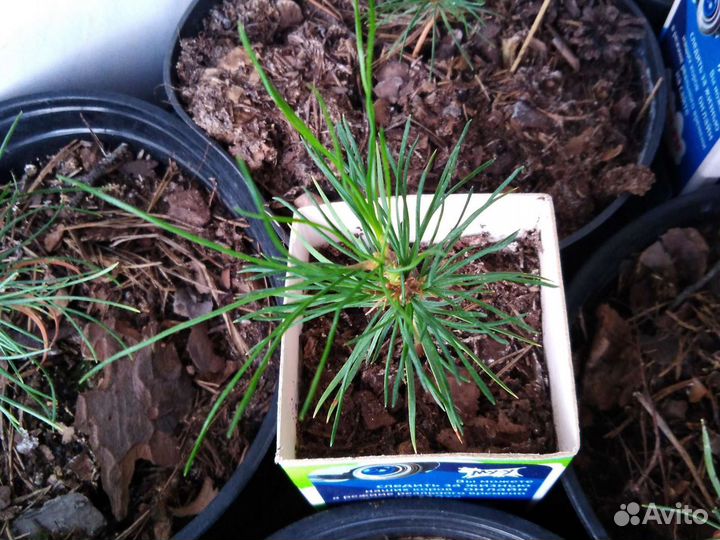 Кедр Сибирский,Корейский Закрытая Корневая Система