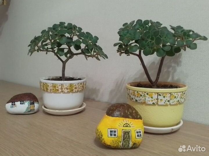 Ахризон(дерево любви)