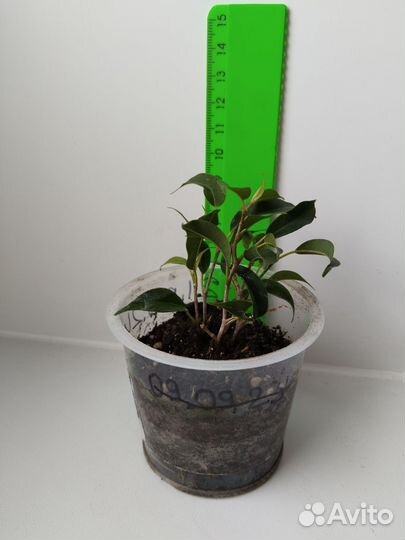 Фикус Пандора